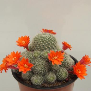 Rebutia muscula